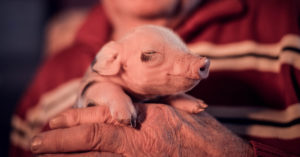 George Clooney puso de moda los cerdos vietnamitas (iStock).