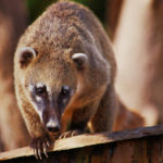 El coatí, una mascota propia de América Latina (iStock).