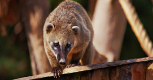 El coatí, una mascota propia de América Latina (iStock).