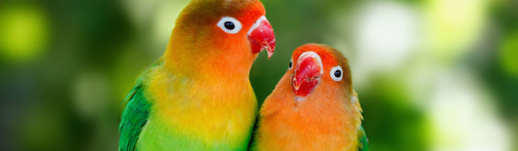 El agaporni es una de las mascotas preferidas por los amantes de las aves (Foto: istock)