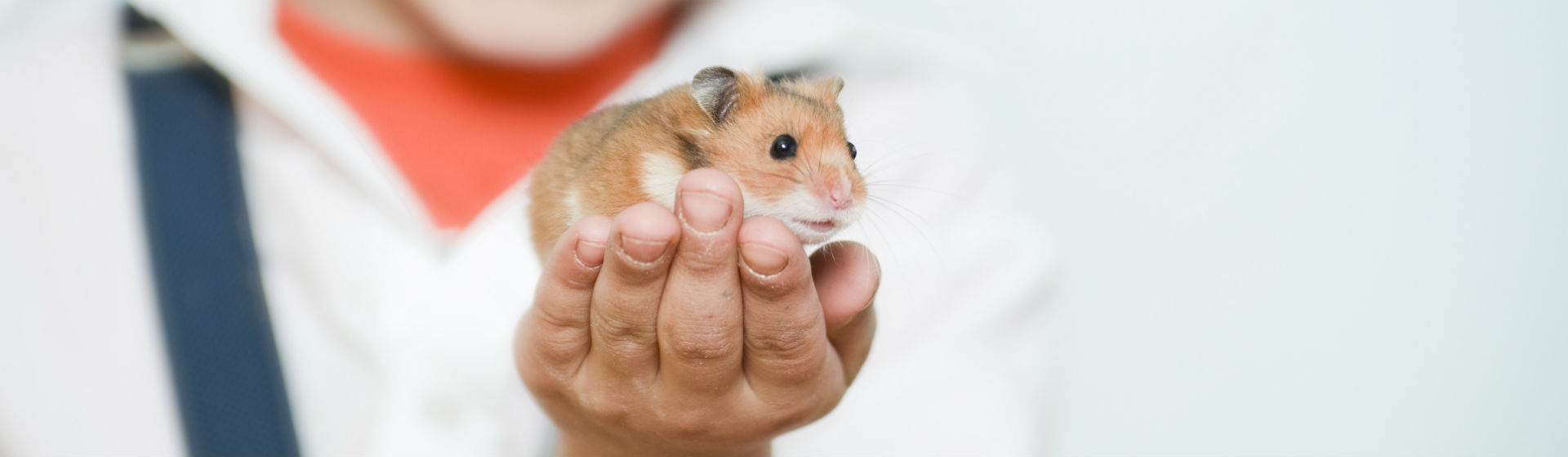 Los hámster también requieren de unos cuidados específicos (Foto: istock)