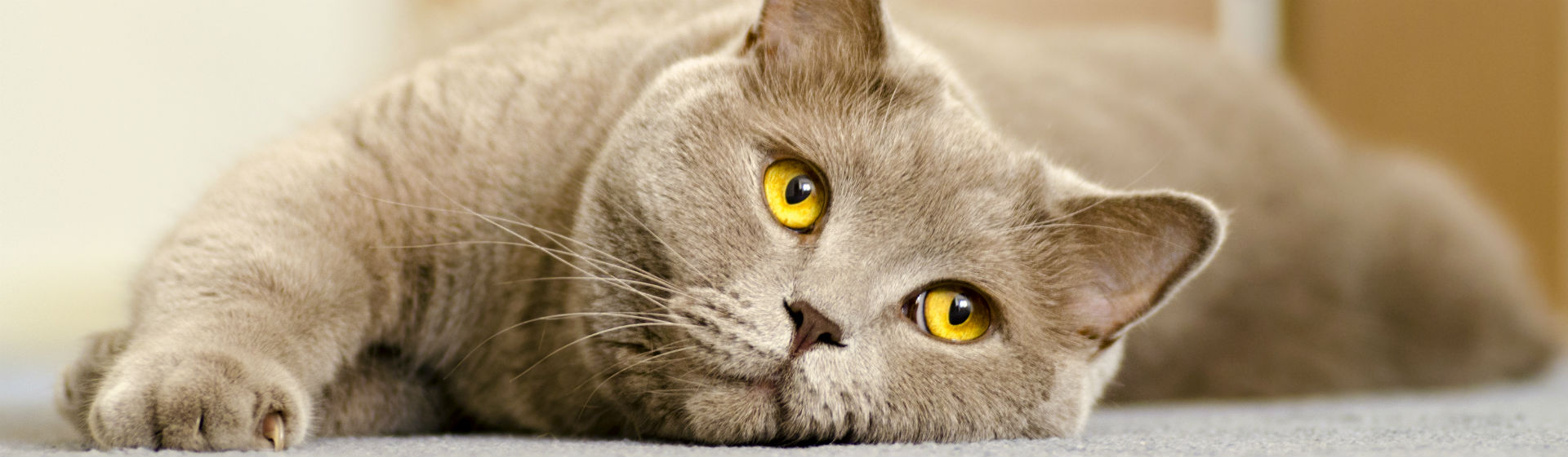 Las gatas pueden sangran por diferentes razones (Foto: iStock)