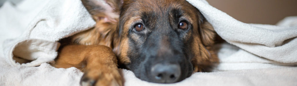 Hay enfermedades de animales que son muy costosas de tratar (Foto: iStock)
