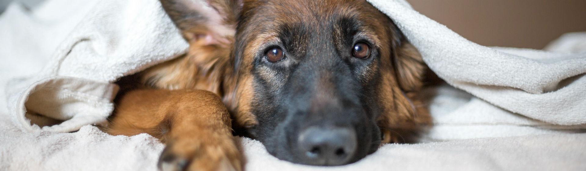 Hay enfermedades de animales que son muy costosas de tratar (Foto: iStock)