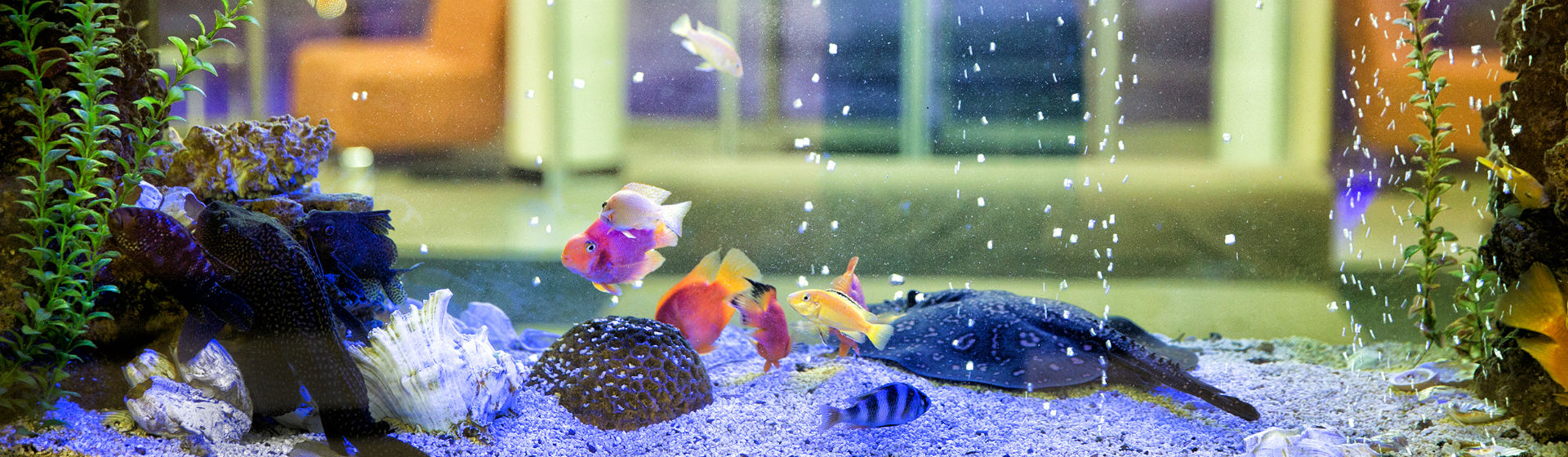 La pecera requiere de un mantenimiento específicas (Foto: istock)