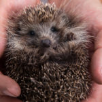 Un animalito de lo más entrañable (iStock).