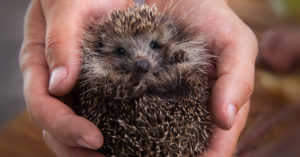 Un animalito de lo más entrañable (iStock).