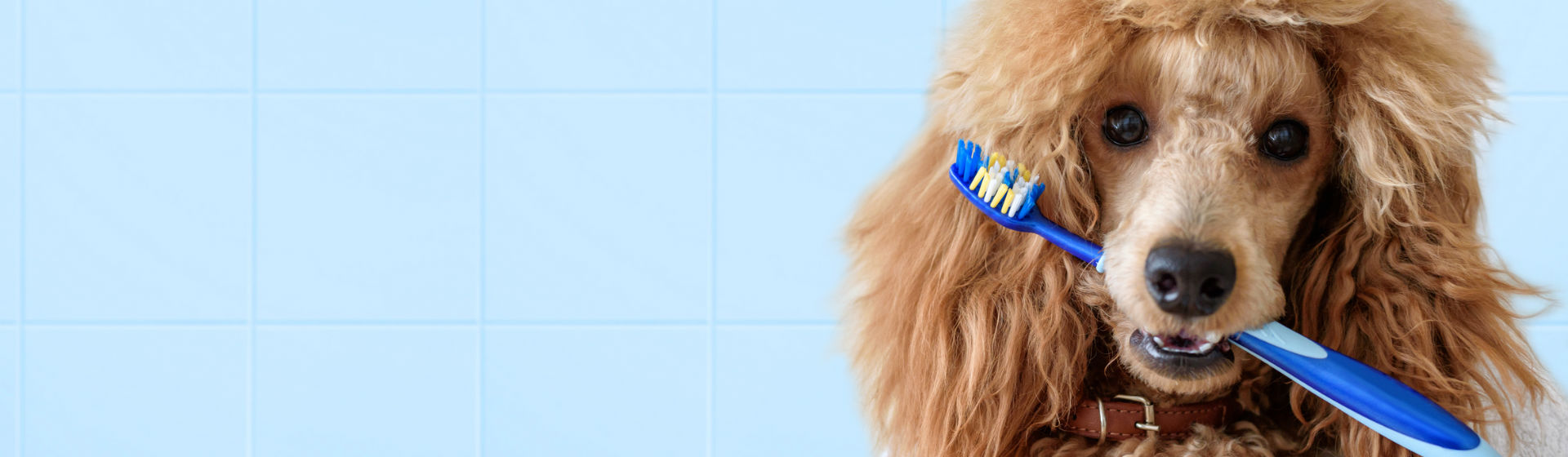 Debes vigilar al máximo la higiene de tu mascota (Foto: iStock)