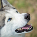 Los huskies se consideran perros fieles y se utilizaron en el pasado como perros guardianes (iStock).