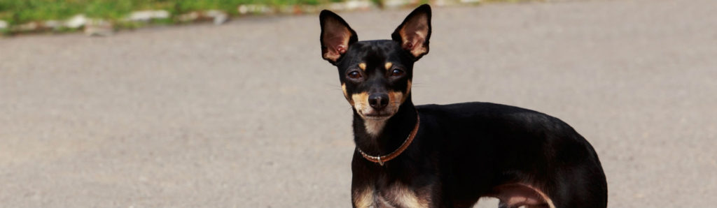 El Ratón de Praga es una raza de perro muy original (Foto: iStock)