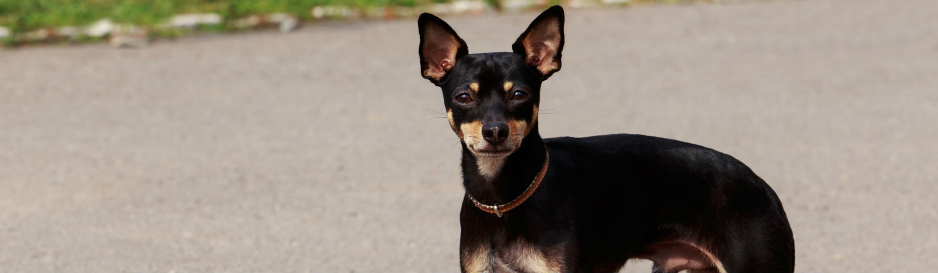 El Ratón de Praga es una raza de perro muy original (Foto: iStock)