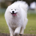Los samoyedos empezaron a ser muy populares a comienzos del siglo XX (iStock).