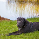 Estos preciosos peludos proceden de la raza de los Chow Chow (iStock).