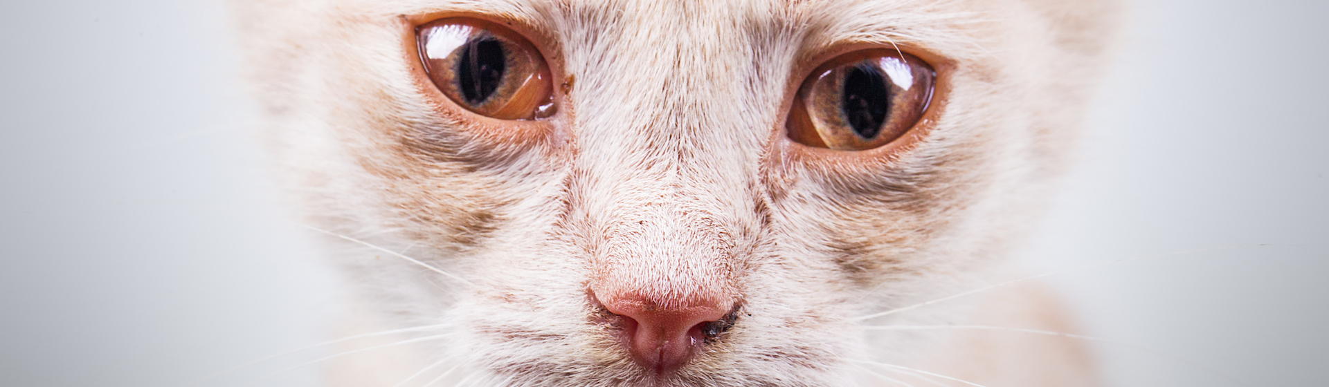 Los gatitos pueden sufrir shocks anafilácticos que es importante tratar (iStock).