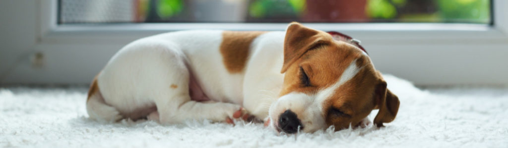 Por qué roncan los perros (Istock)