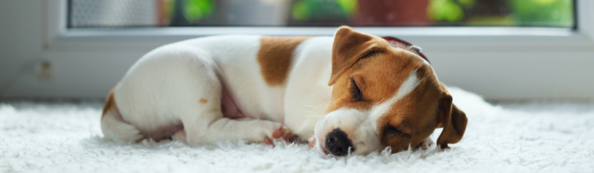 Por qué roncan los perros (Istock)