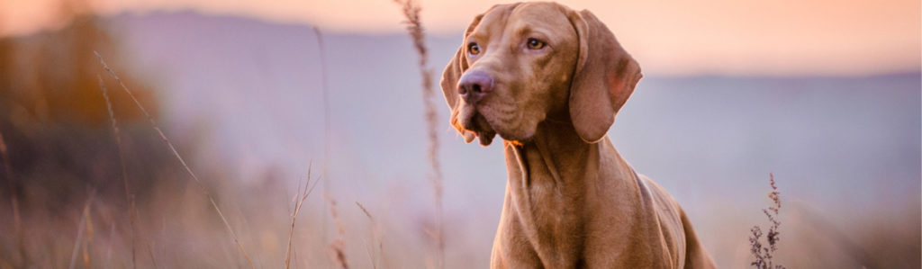 Productos ecológicos para mascotas que debes probar (Istock)