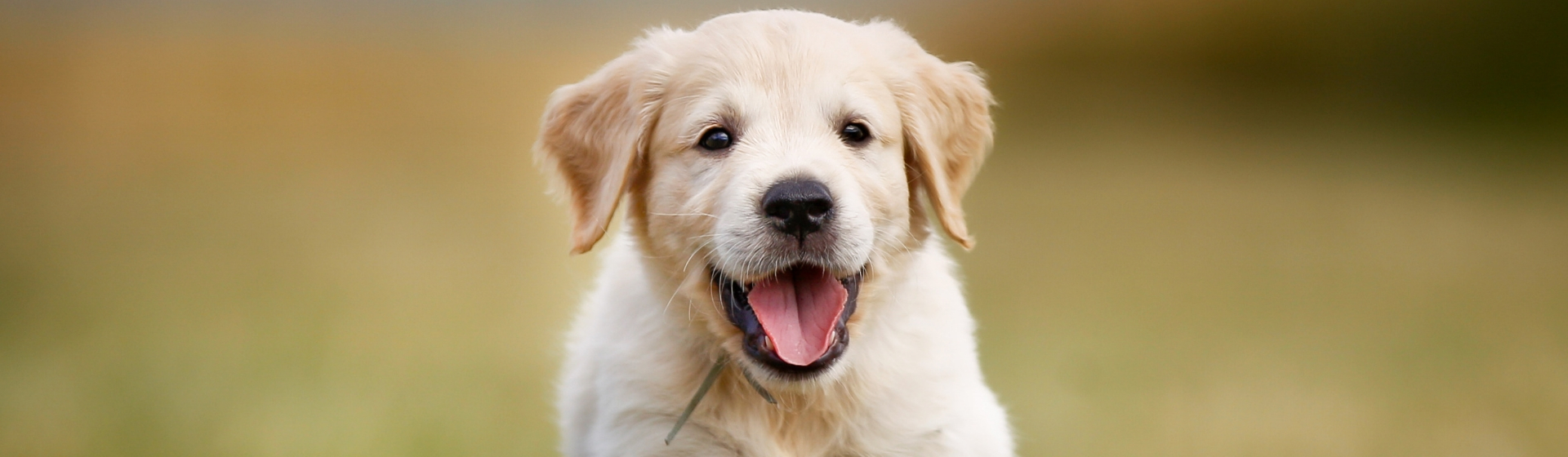 Por qué el labrador es perro guía (Istock)