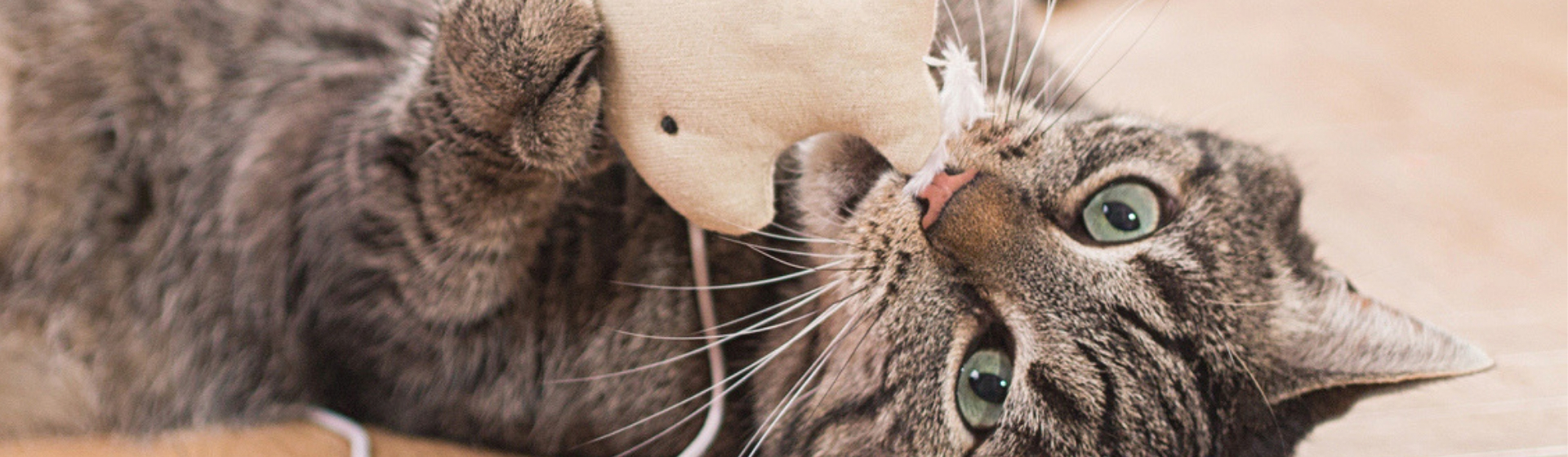 Está demostrado que jugar ayuda a mejorar la inteligencia del gato (Istock)