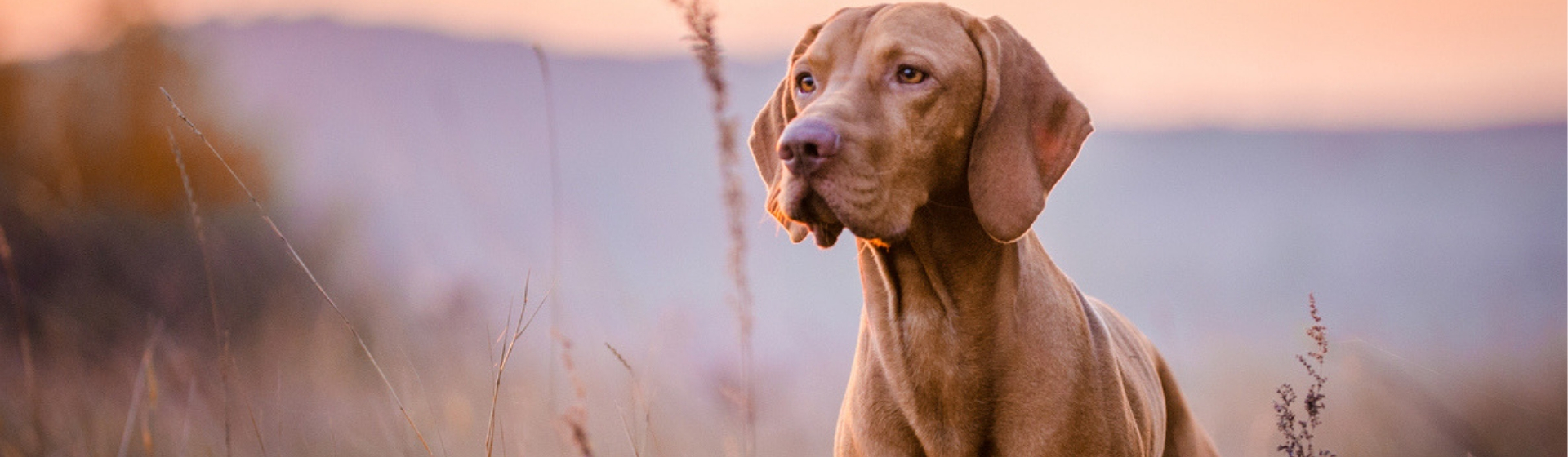 Productos ecológicos para mascotas que debes probar (Istock)