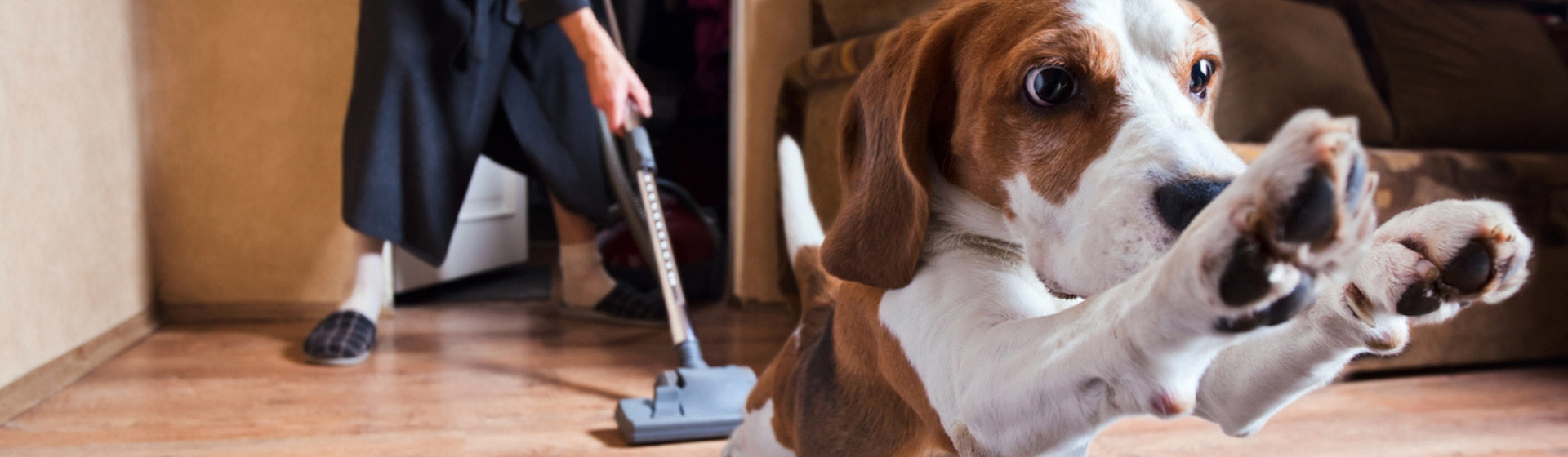 10 productos de limpieza que necesitas si tienes perro en casa (Istock)