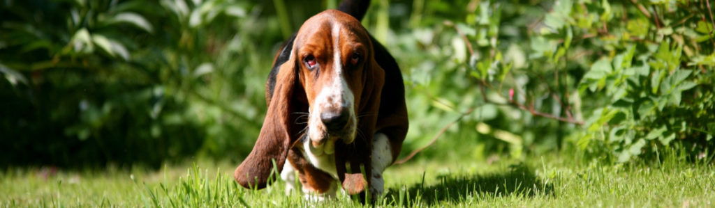 10 razas de perros medianos que te enamorarán (Istock)