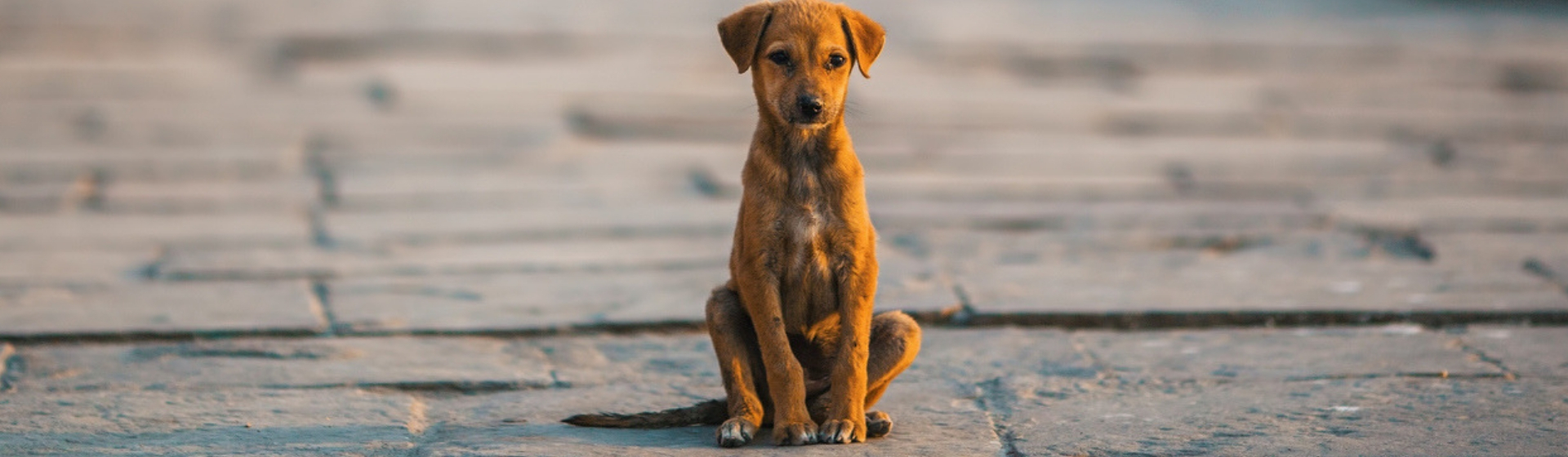 Qué hacer si adoptas un perro que está traumatizado (Istock)