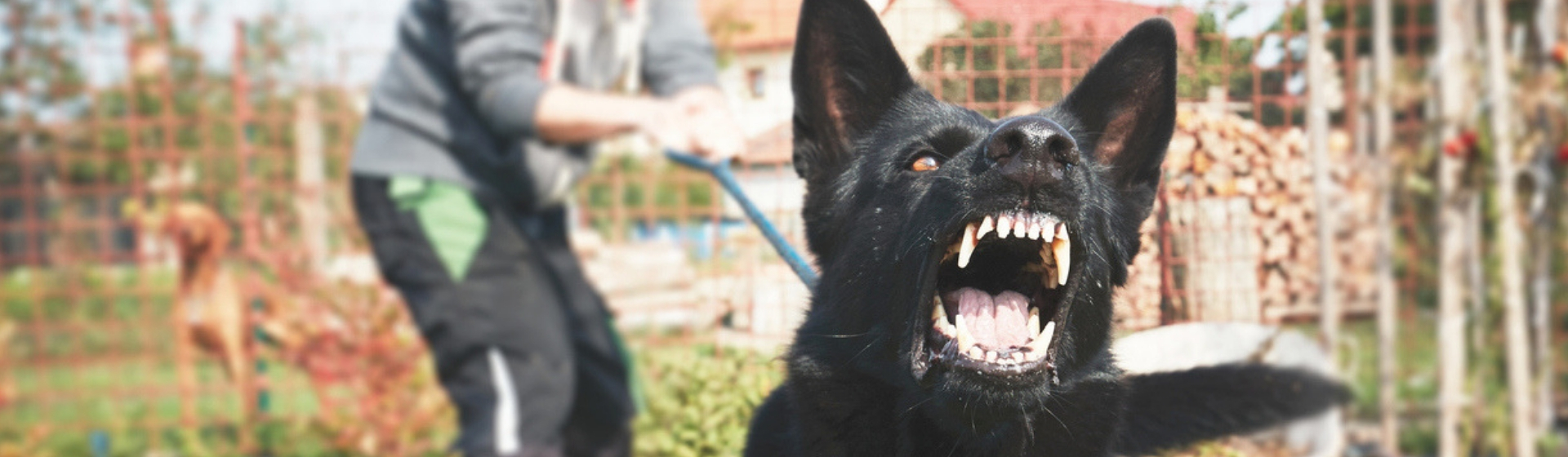 Qué ocurre si me muerde un perro (Istock)