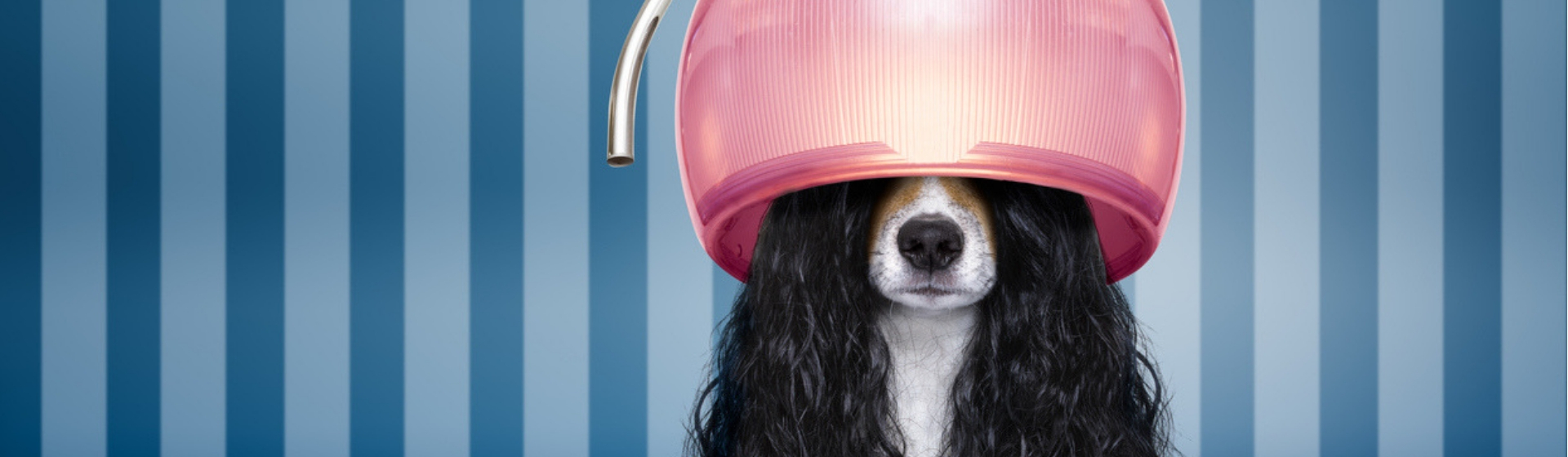 10 consejos para que el pelo de tu perro este perfecto