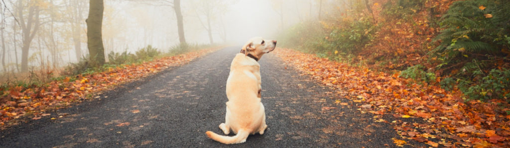 Qué hacer si mi perro se ha perdido (Istock)