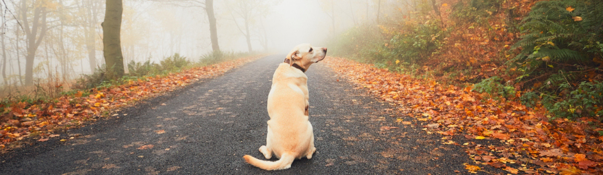 Qué hacer si mi perro se ha perdido (Istock)
