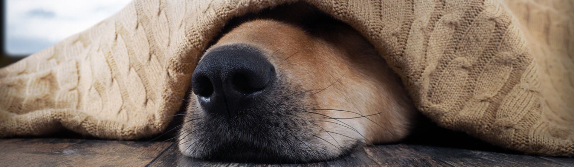 Cómo saber si mi perro tiene frío (Istock)