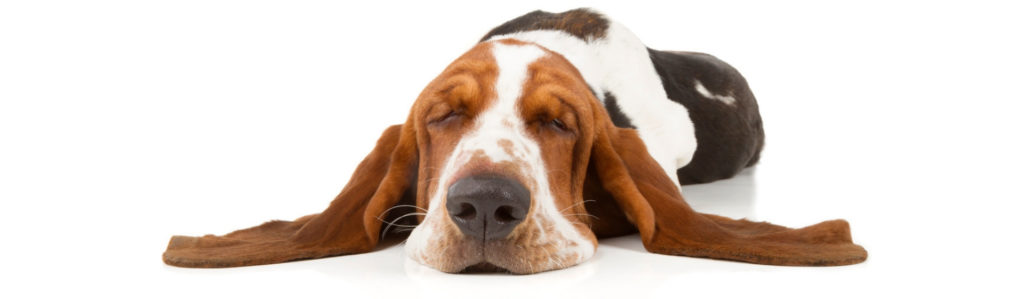 Las 10 razas de perros más perezosas (Istock)
