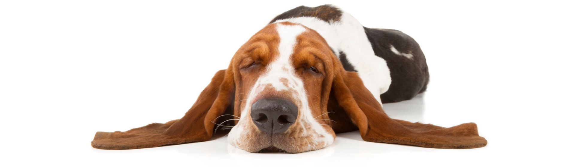 Las 10 razas de perros más perezosas (Istock)