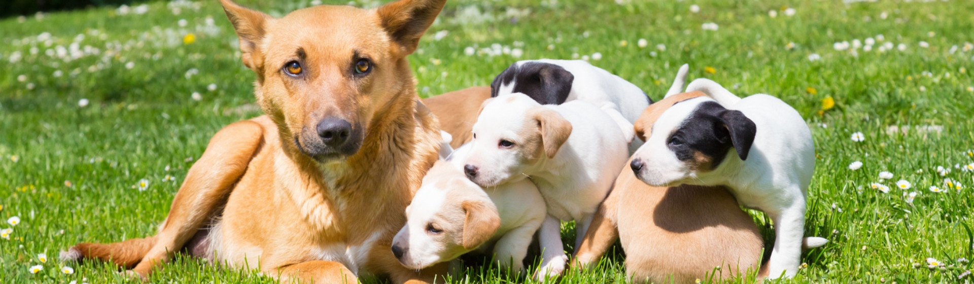 Cómo preparar a tu perra para el parto (Istock)