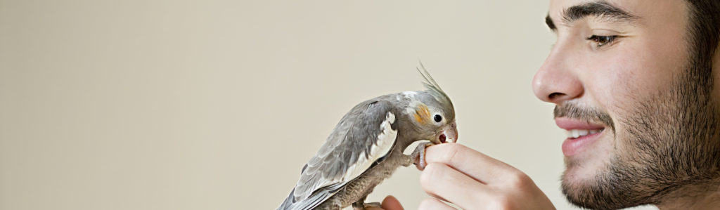 4 Pajaros Que Hablan Y Probablemente No Lo Sabias Yo Amo A Las Mascotas