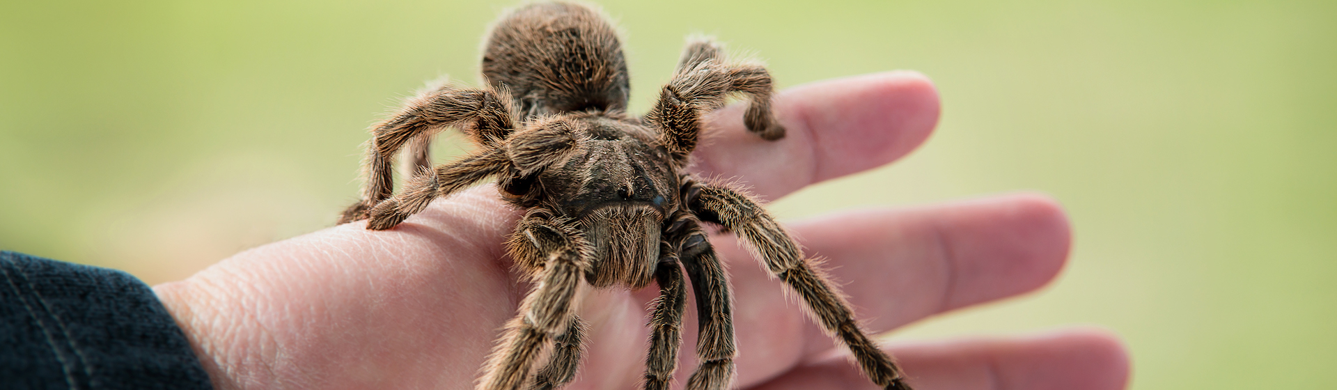 Las arañas se han puesto de moda como mascotas con las que convivir (iStock).