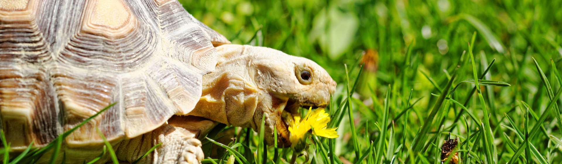 10 alimentos prohibidos para tu tortuga (iStock).
