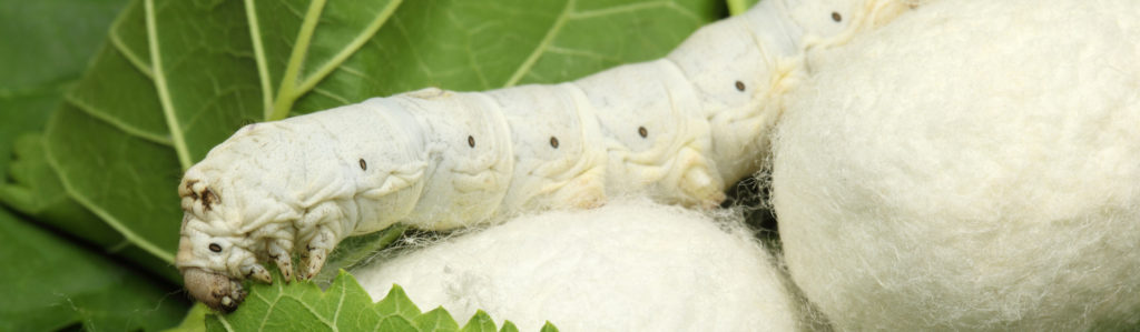 Los gusanos de seda son especialmente delicados (iStock).