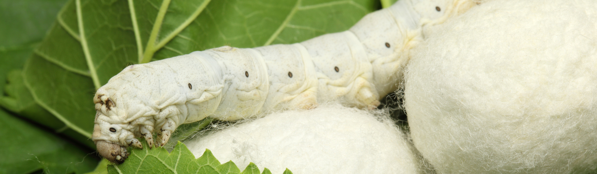 Los gusanos de seda son especialmente delicados (iStock).