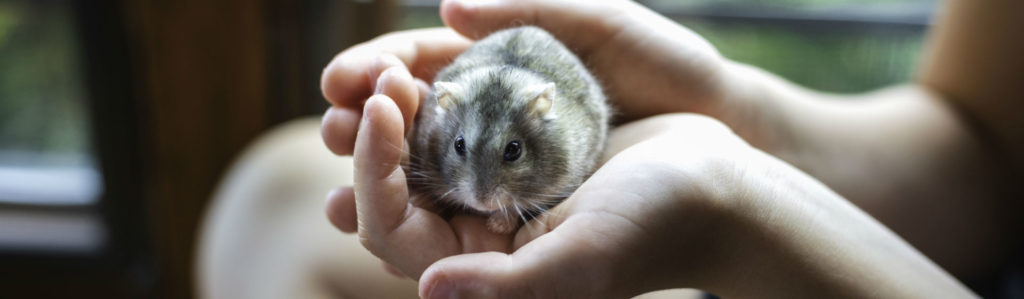 Existen varias razas de hámster (Foto: iStock)