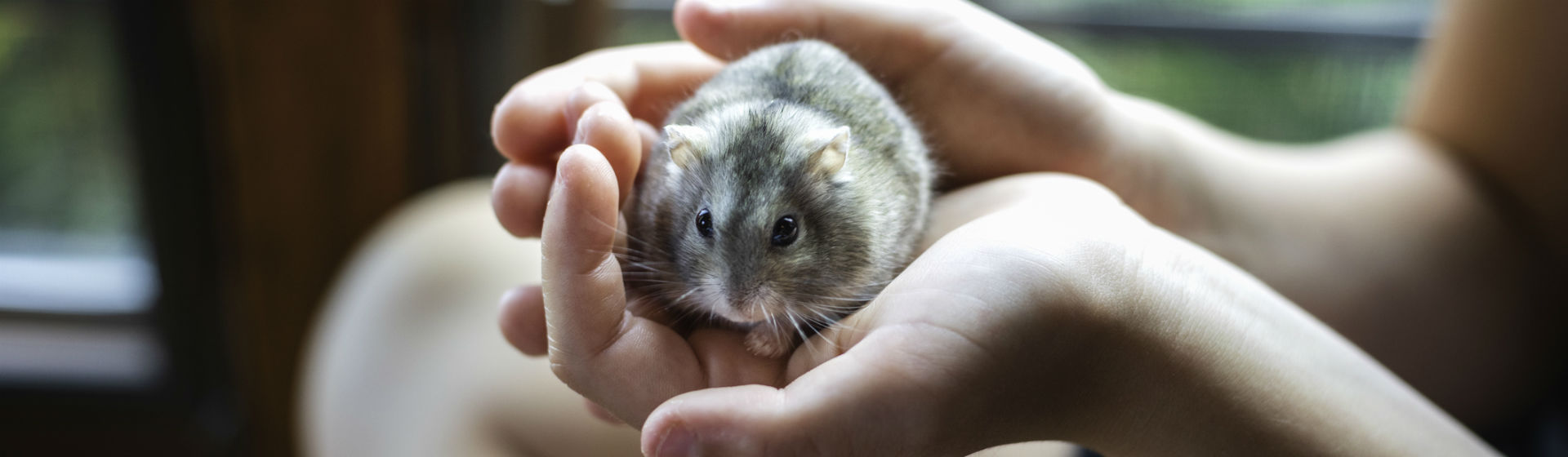 Existen varias razas de hámster (Foto: iStock)