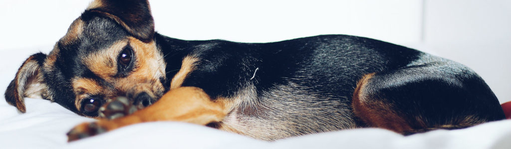 Tu perra necesita que la cuides en todo momento (Foto: iStock)