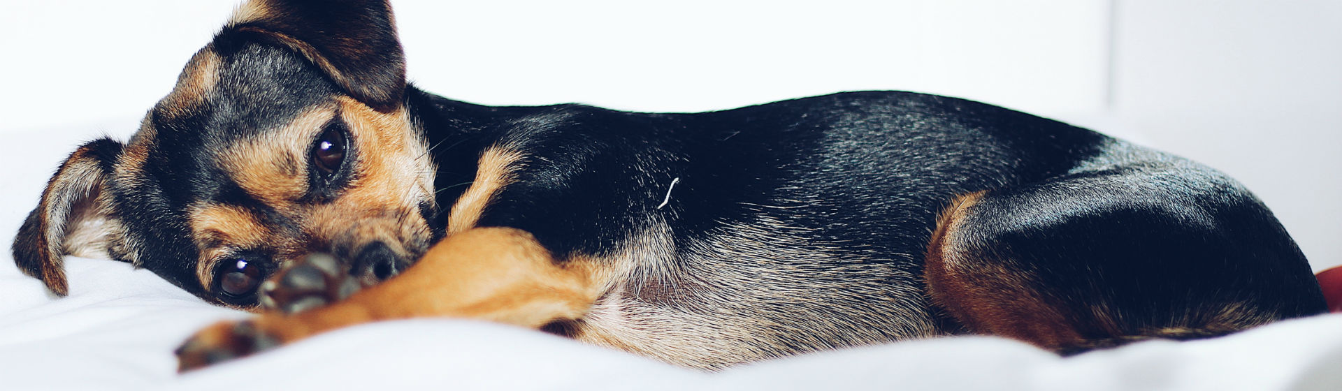 Tu perra necesita que la cuides en todo momento (Foto: iStock)