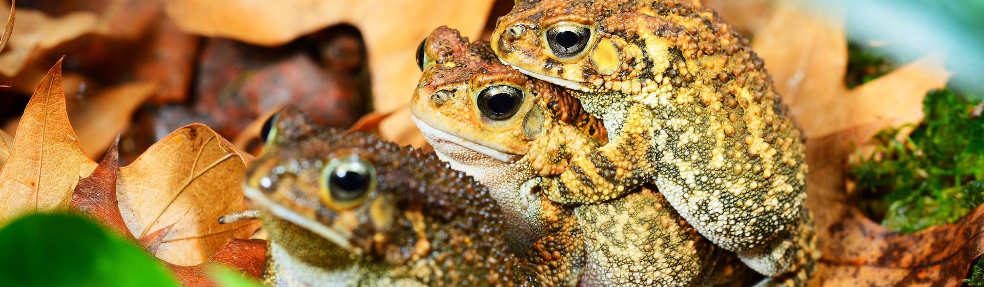 Las ranas pueden transmitir ciertas enfermedades a los humanos (iStock).