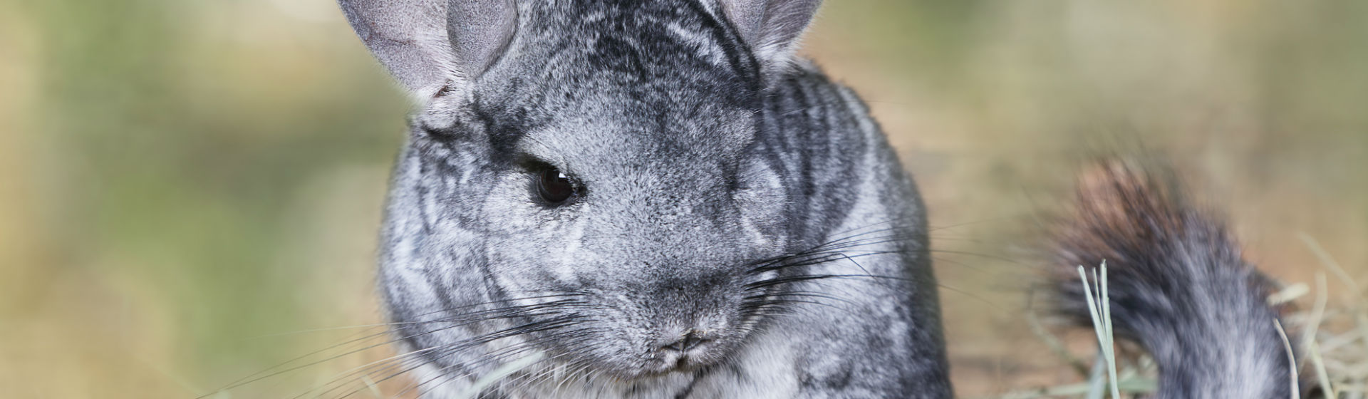 ¿Cuánto cuesta mantener a una chinchilla en casa? (Foto: iStock)