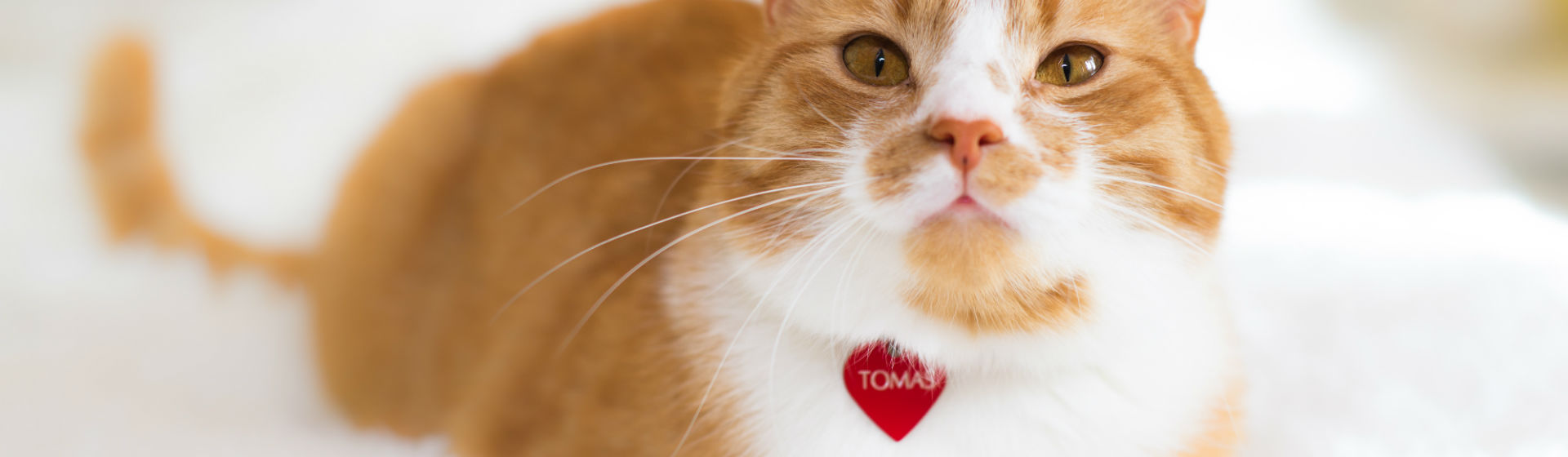 Hay multitud de collares para gatos (Foto: iStock)