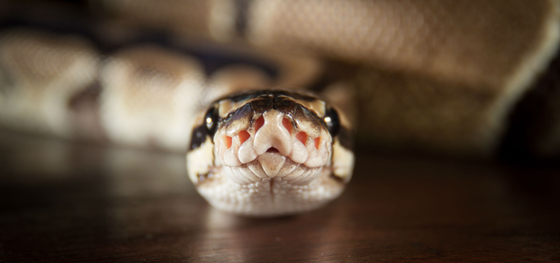 ¿Las serpientes miden antes de comerte? (Foto: iStock)