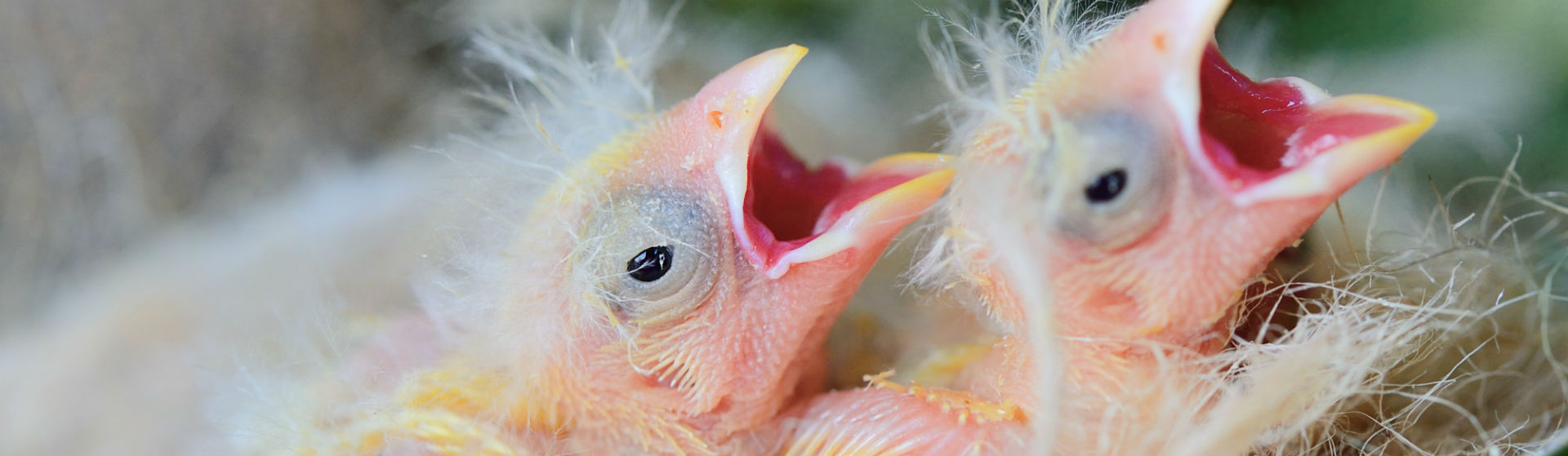 Los pájaros bebe necesitan comida específica (foto: iStock)