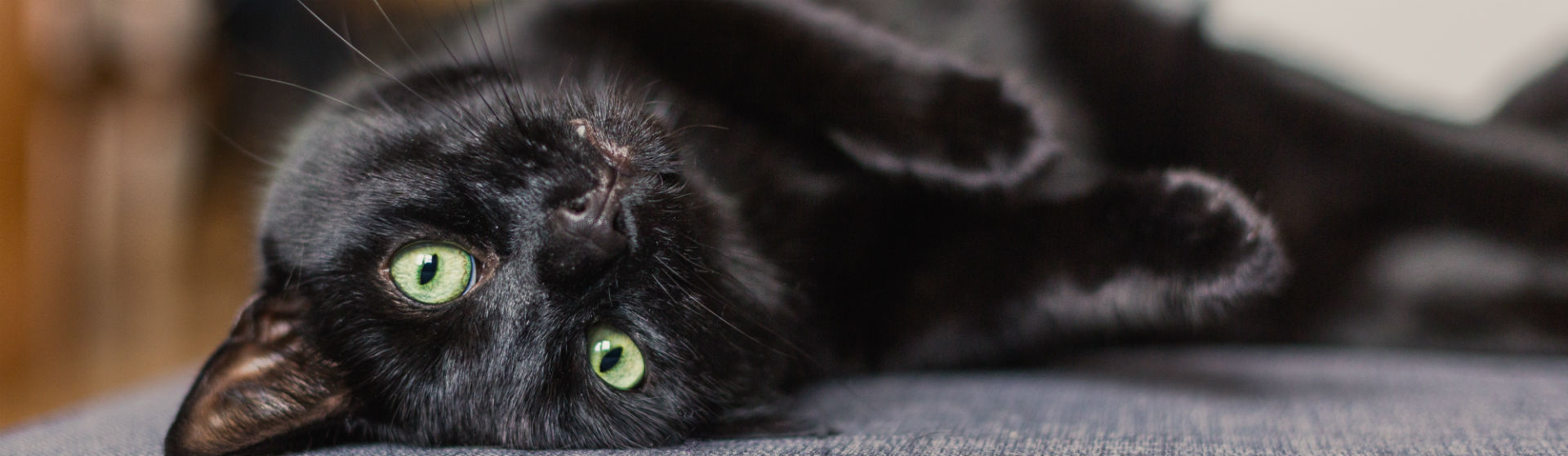 Los gatos pueden transmitir muchas enfermedades (Foto: istock)